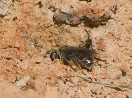 Lasioglossum sp.